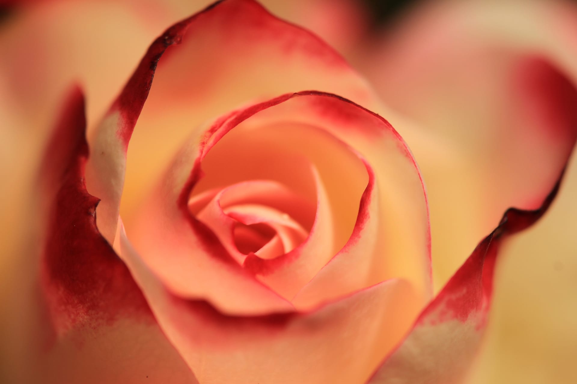 Garden Maintenance & Aftercare