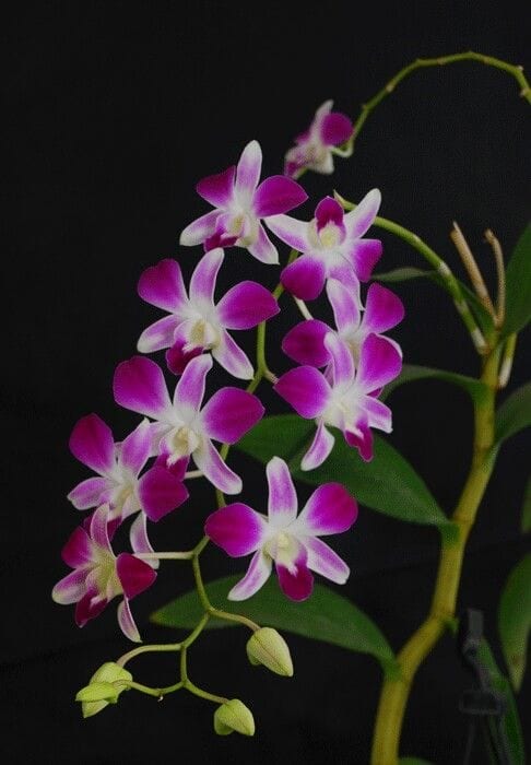 Magenta Dendrobium Orchid