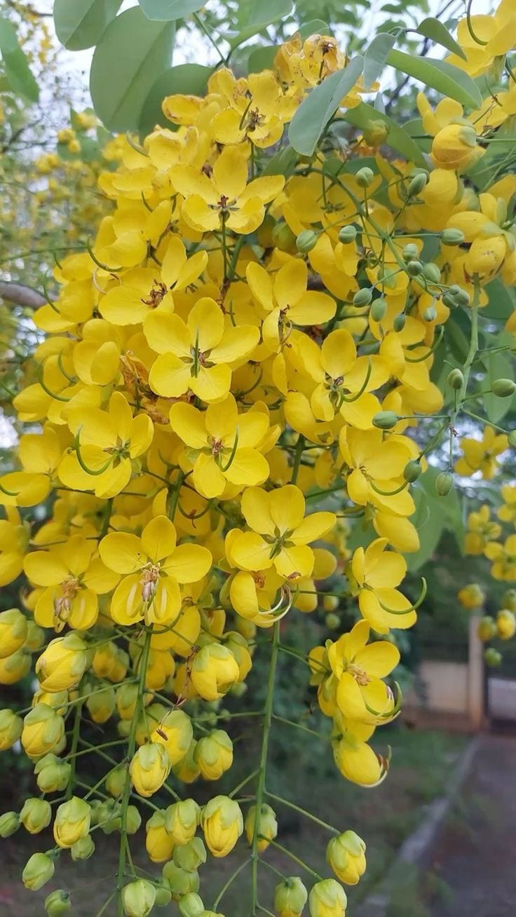 Cassia fistula – Golden Shower Tree