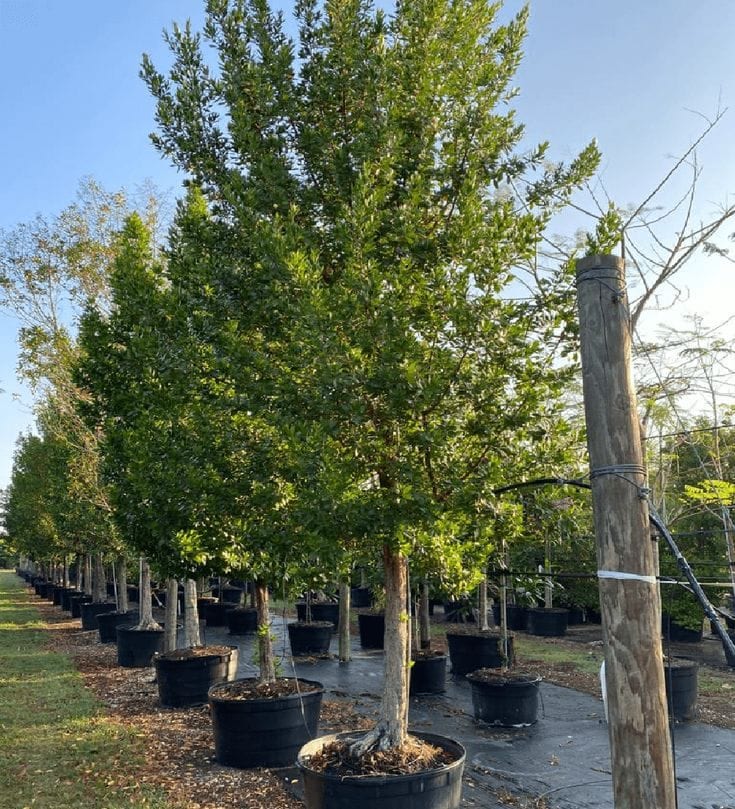 Damas Tree (Conocarpus erectus)