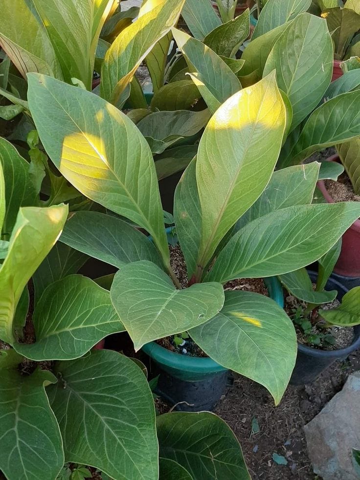 Anthurium Foliage– Cardboard Plant