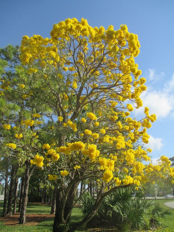 Yellow Tabebuia – Golden Trumpet Tree
