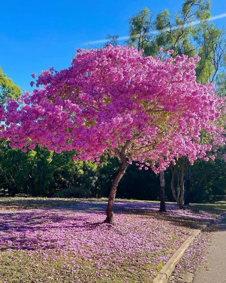 Tabebuia rosea (Pink Trumpet Tree)