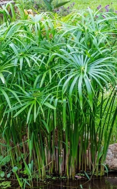 Umbrella Palm