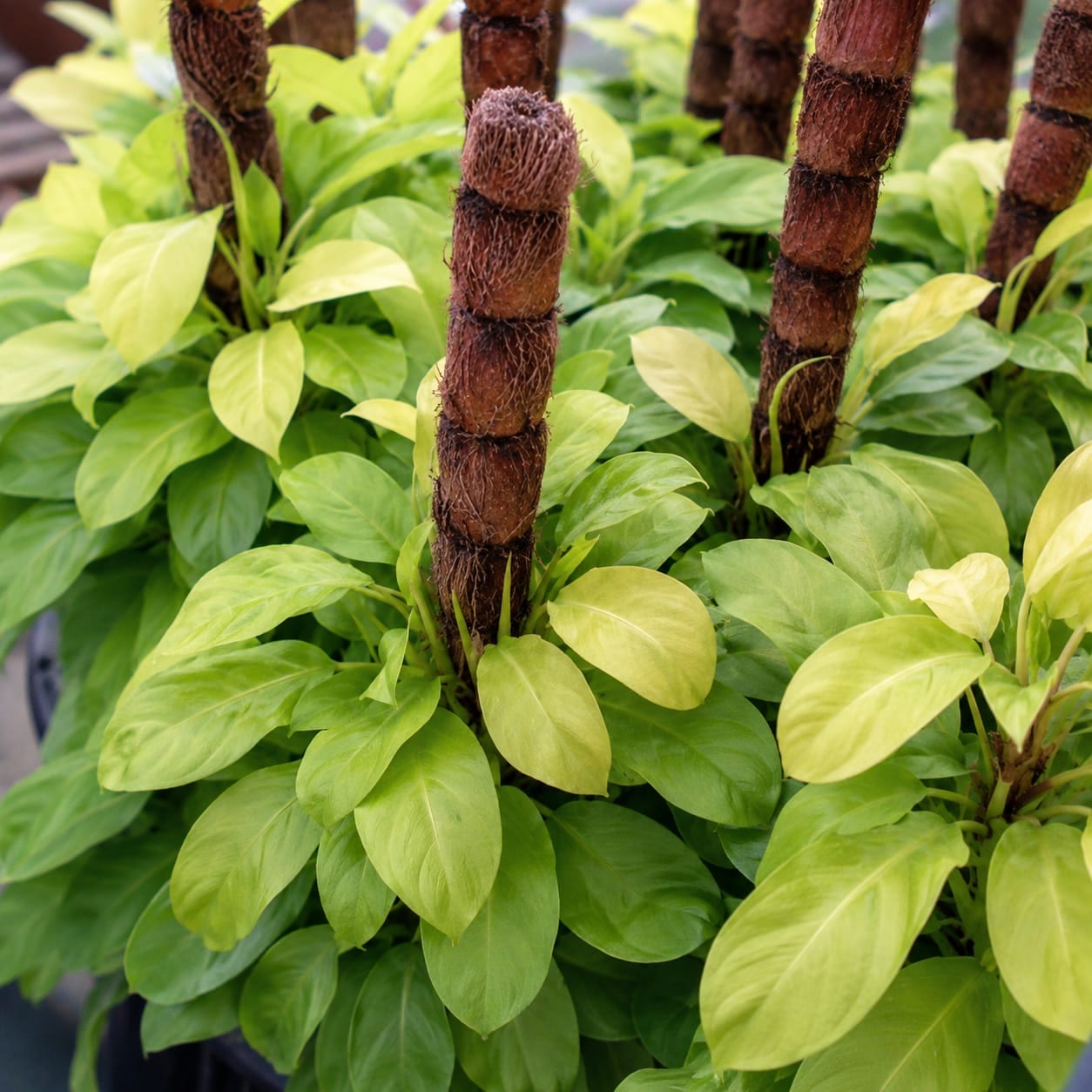 Philodendron Ceylon Golden