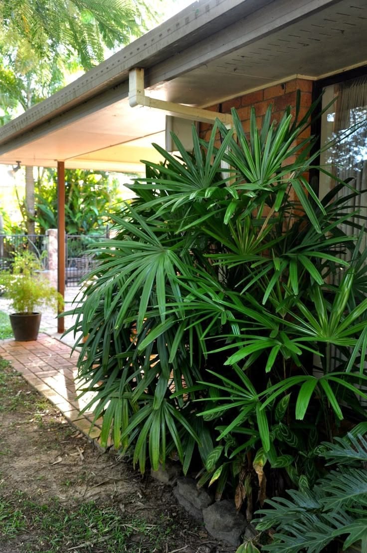 Raphis Palm