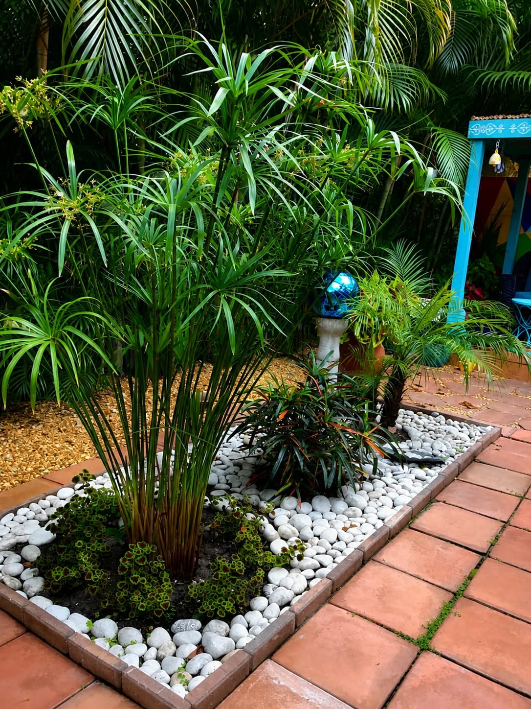 Umbrella Palm