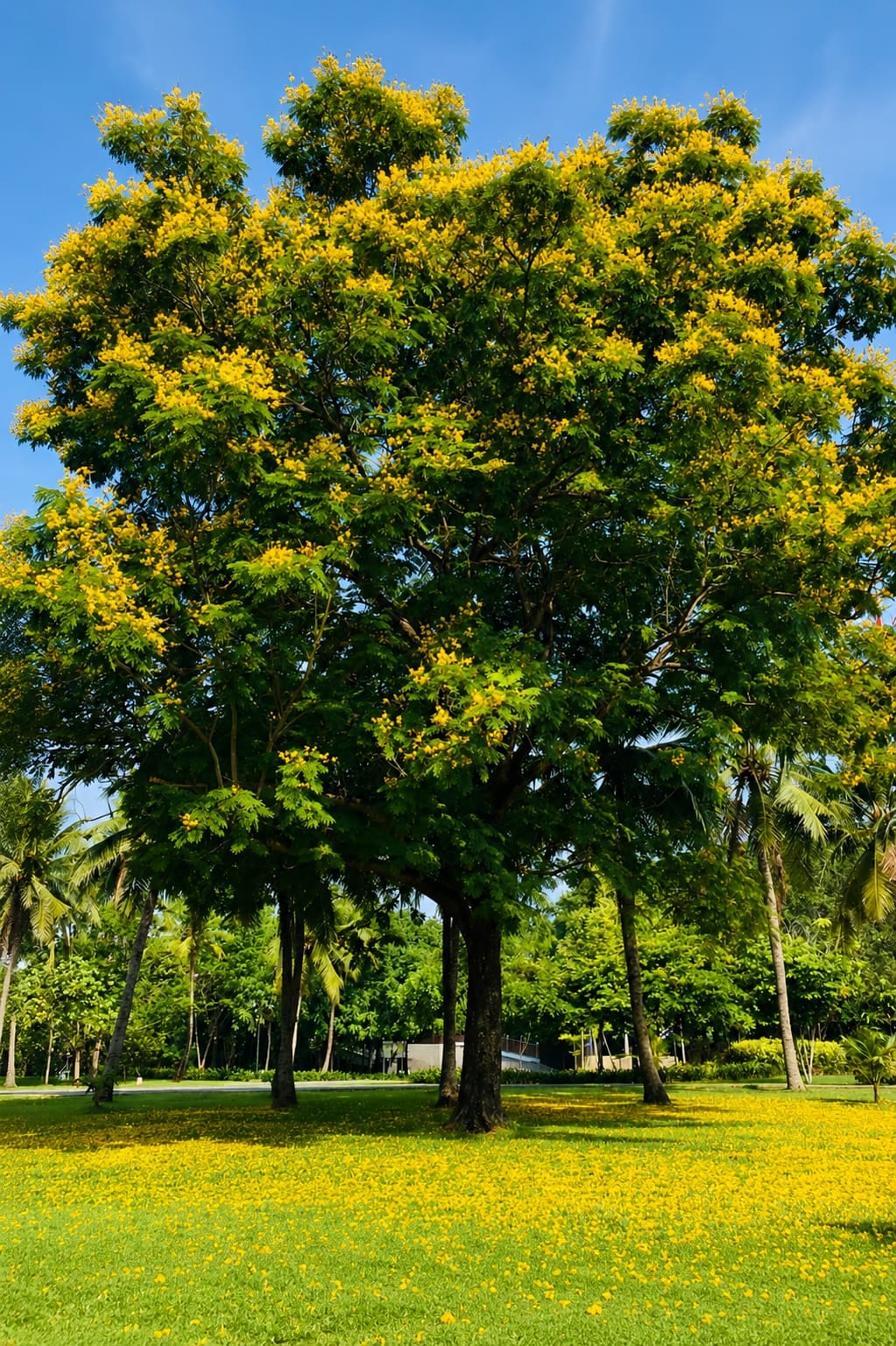 Peltophorum Yellow – Yellow Flame Tree