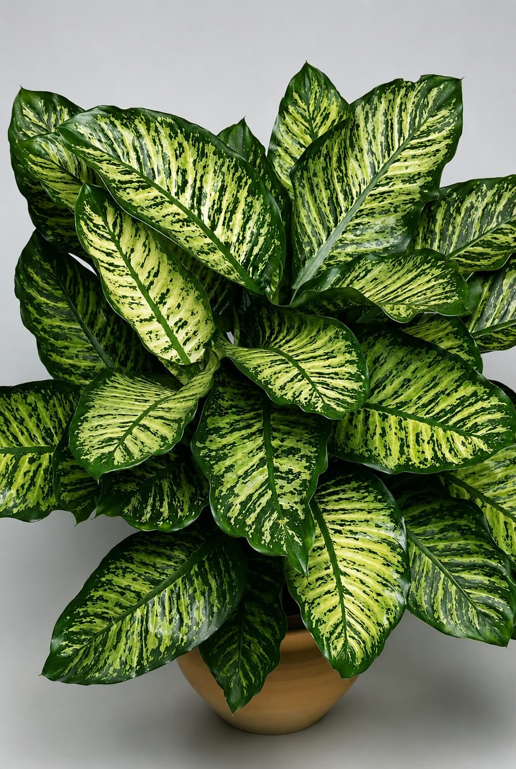 Shade Loving Plant