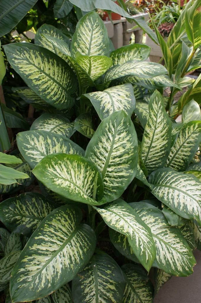 Dieffenbachia Rudolph