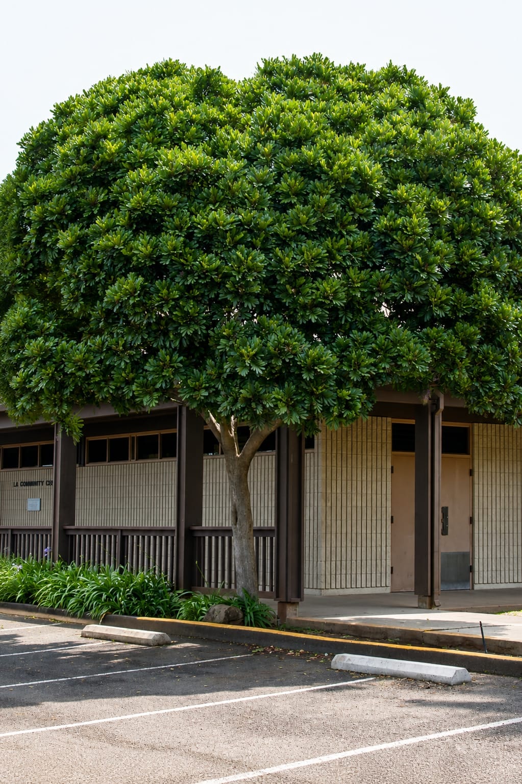 Filicium decipiens – Fern Tree
