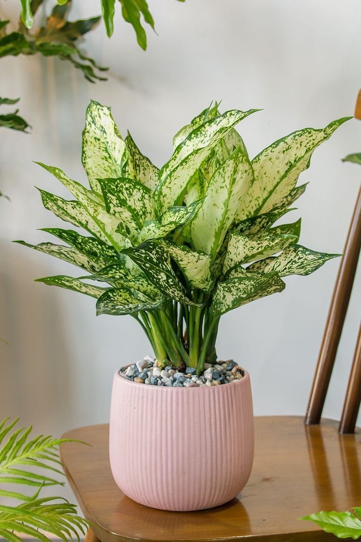 Ornamental Plant