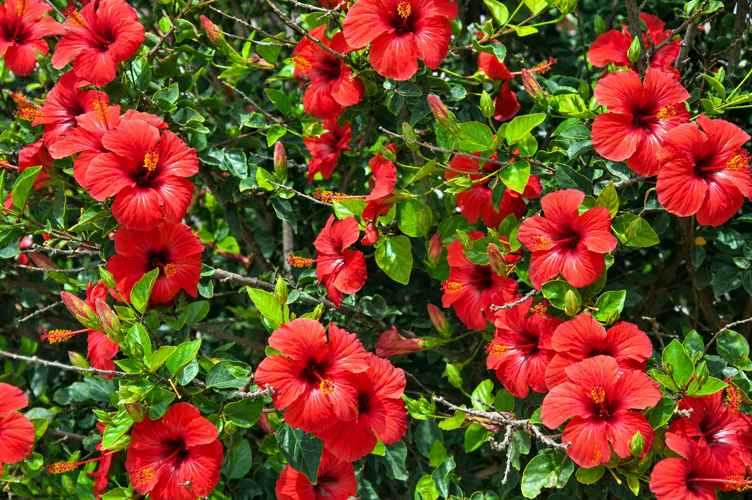 Hibiscus Shrubs