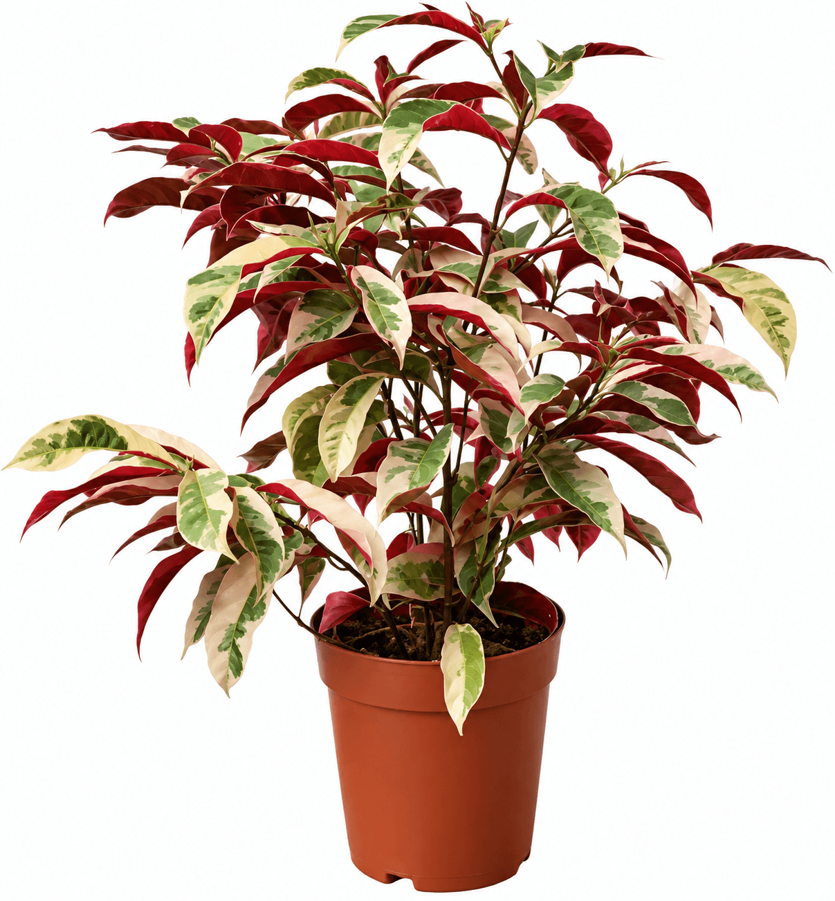 Exocoria Bicolor