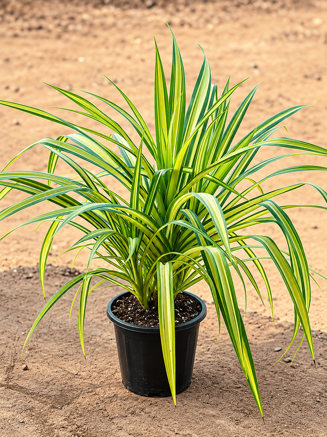 Pandanus