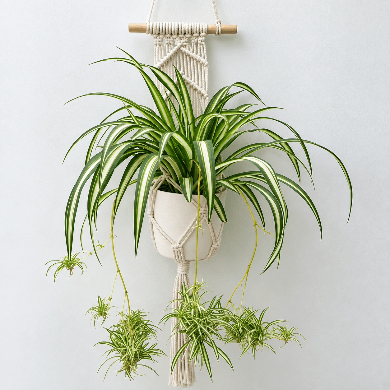 Spider Plant