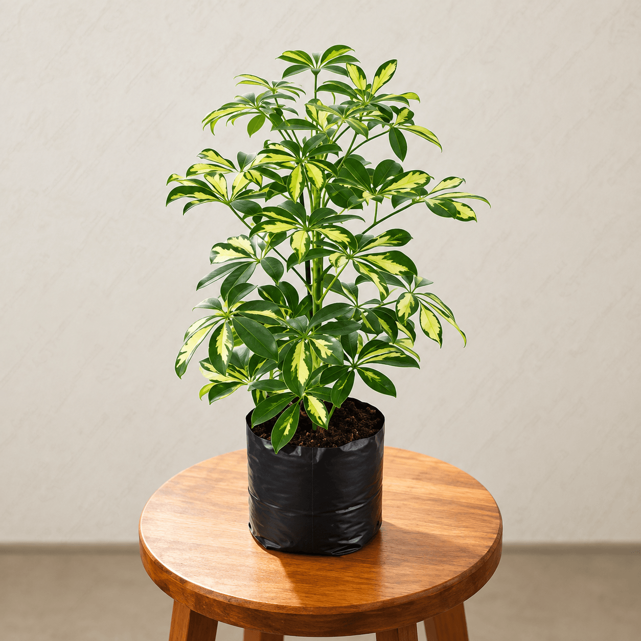 Plants