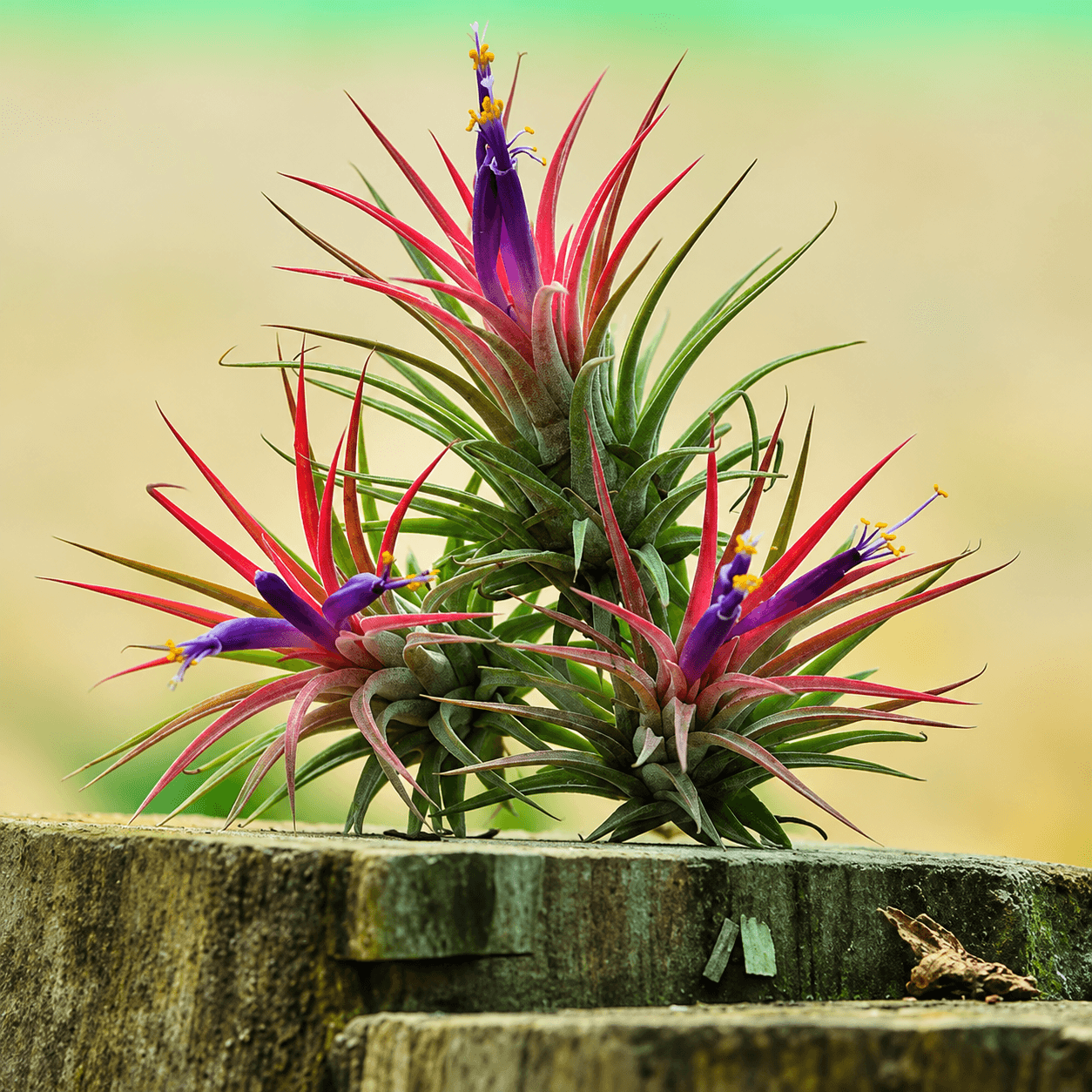 Air Plant (Tillandsia)