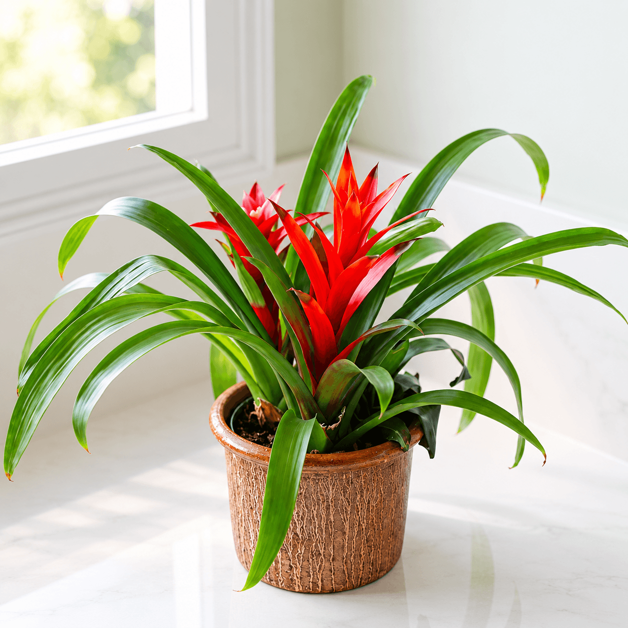 Bromeliad