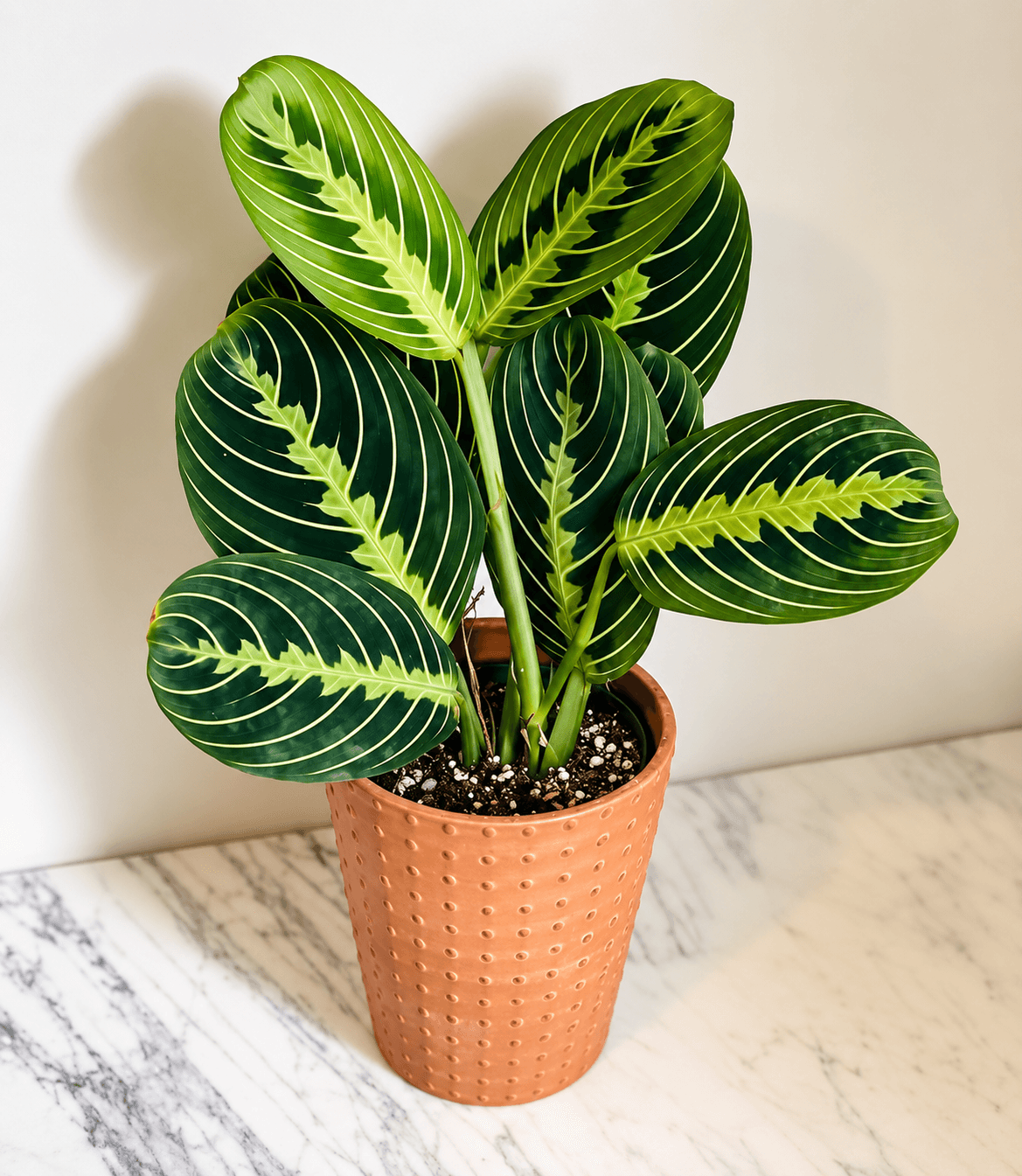 Maranta Plant