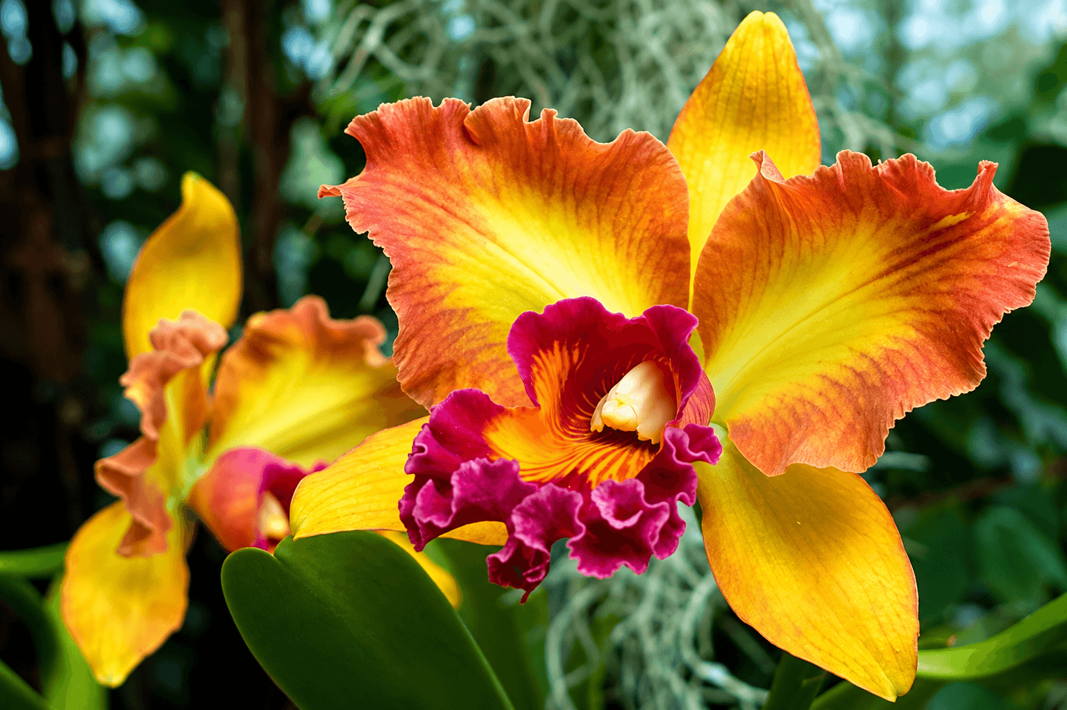 Nursery garden and landscaping developed by Horticultural Development Centre, Kolkata